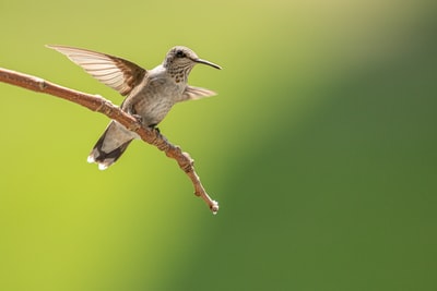 Hummingbirds fly in brown and white
